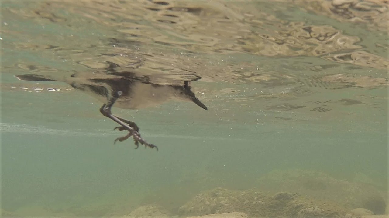 Wasseramsel unter Wasser (fängt Fisch) / White-throated dipper underwater (catches fish)