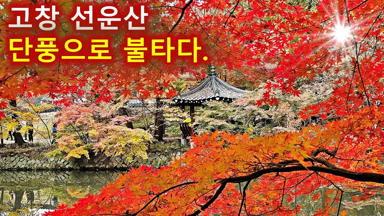 2025년 11월8일 고창 선운산 단풍 실시간 등산/100대명산/안 가면 후회할 단풍 명소/11월산행