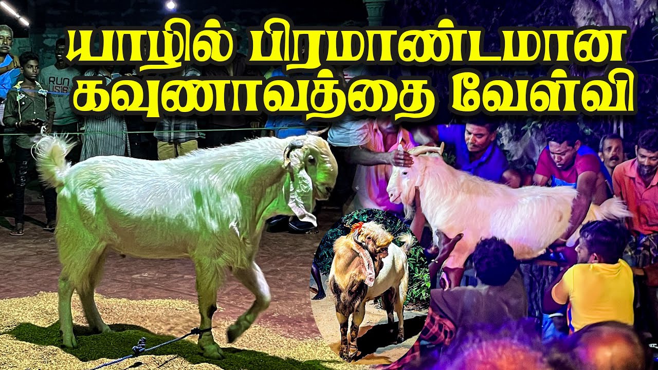 யாழில் பிரமாண்டமான கவுணாவத்தை வேள்வி | Kavunavaththai Velvi | Jaffna | Sri Lanka @travelwithmax1617