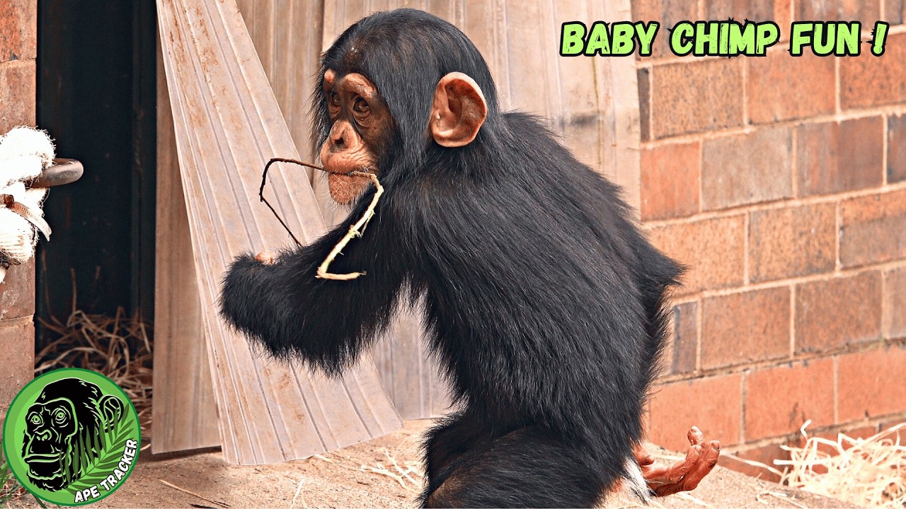 Fun And Frolics For These Happy Chimp Babies !