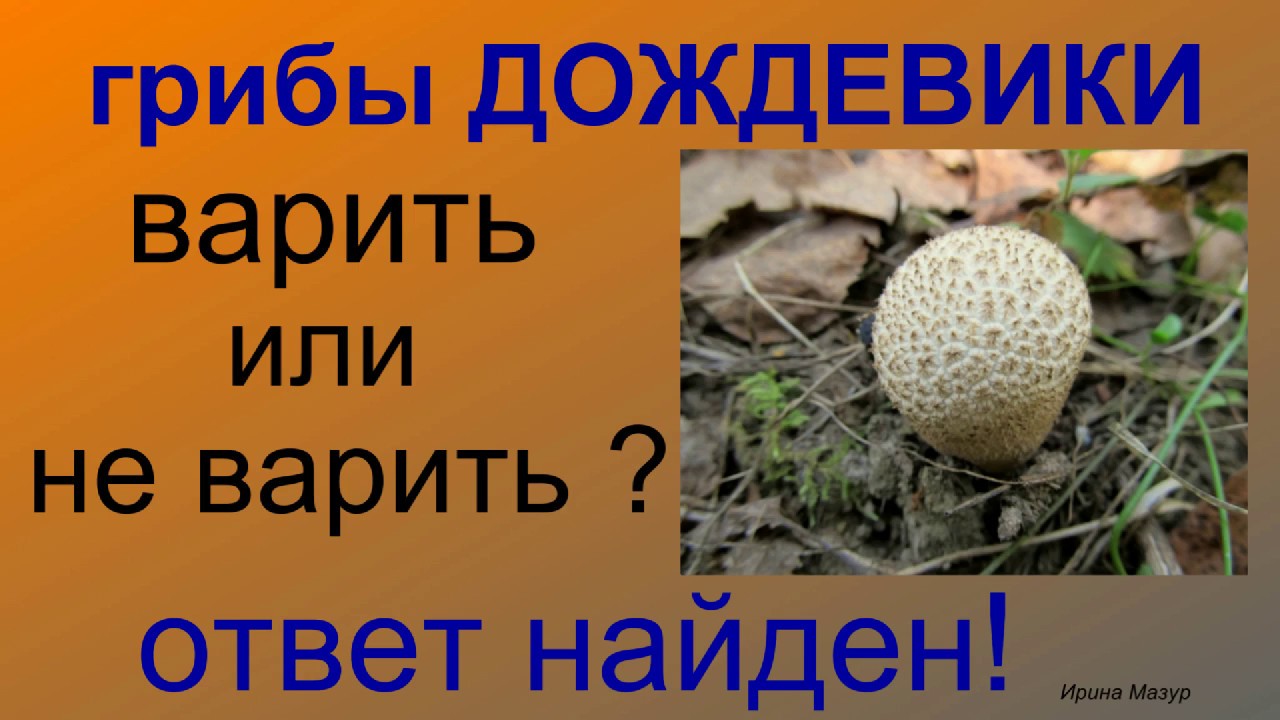 Грибы Дождевики. Варить или не варить? Ответ найден!