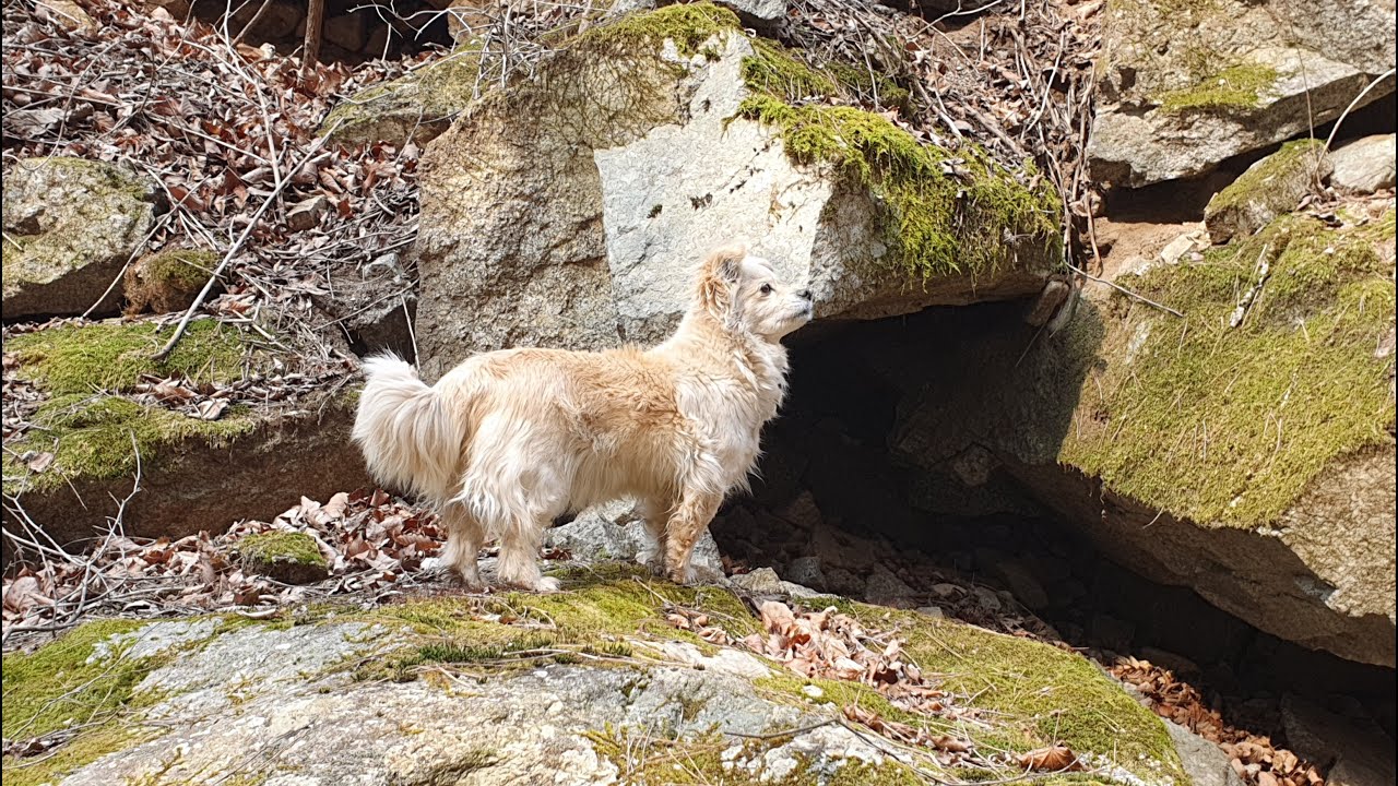 제 438 회 2022 02 25 횡성 어답산 계곡에 가장 무서운 땡땡이가 나타났습니다   ㅎㅎ