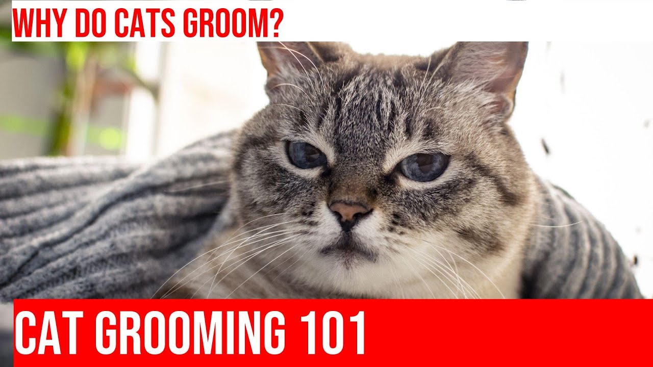 Grooming Secrets of Cats: Unraveling the Mystery Behind Their Self-Care