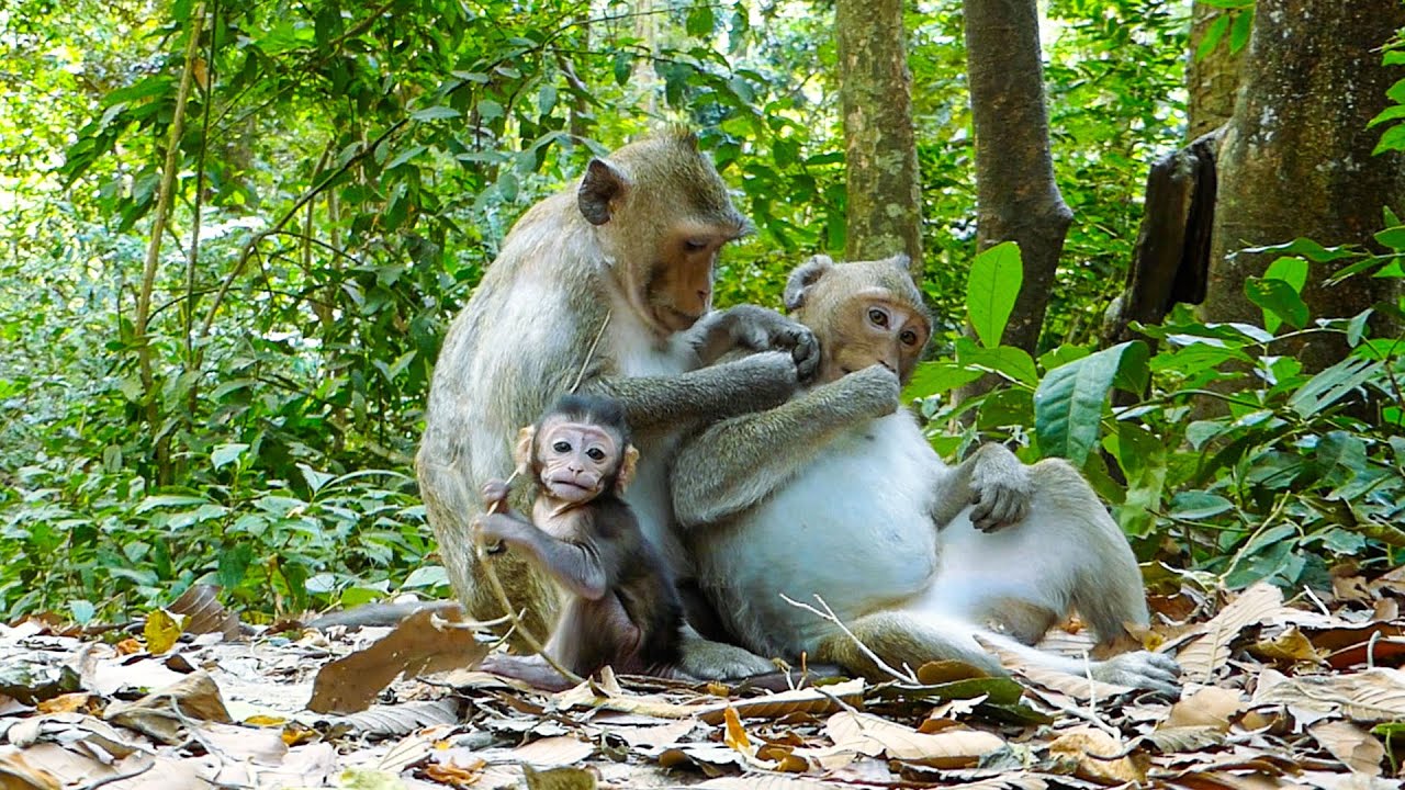 A quiet life in the forest | A baby monkey playing brings lot OF vibes to make your days