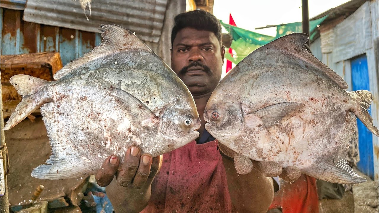 KASIMEDU 🔥 SPEED SELVAM | HUGE BIG POMFRET FISH CUTTING VIDEO | 4K VIDEO | KM FISH CUTTING