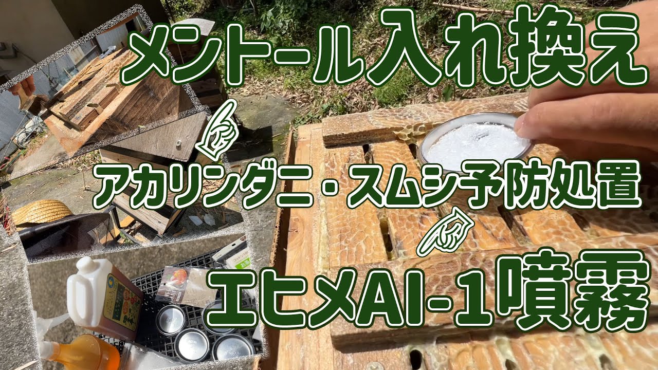 ニホンミツバチ入居群・引継ぎ群 メントール・エヒメAI-1でアカリンダニ・スムシの予防処置する　和歌山県紀の川市