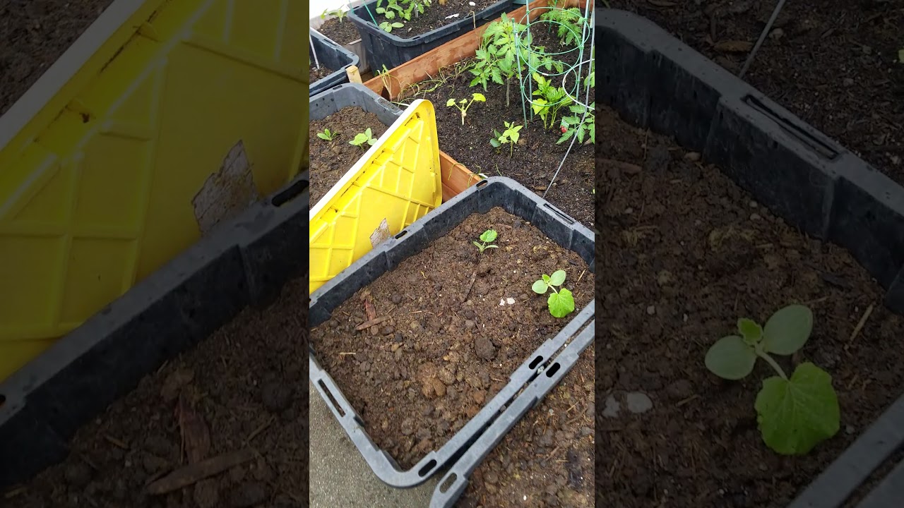 my garden 我的菜園(1)