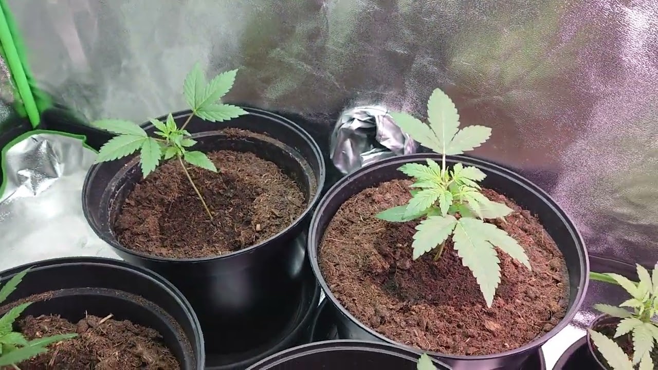 AMVgrow 12x Mike Tyson Corkscrew X AppleFritter Seedlings, Topped & Friday Seed GiveAway