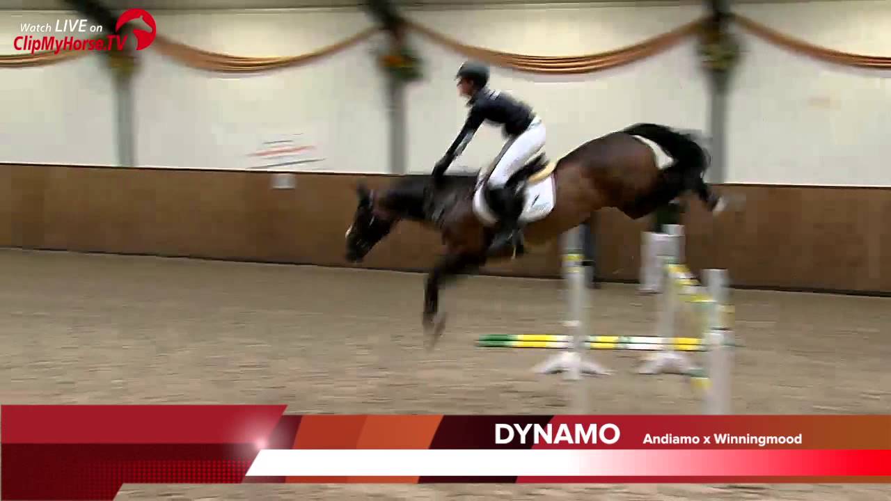 Hengstenshow van Olst Horses | Impressionen | 2014
