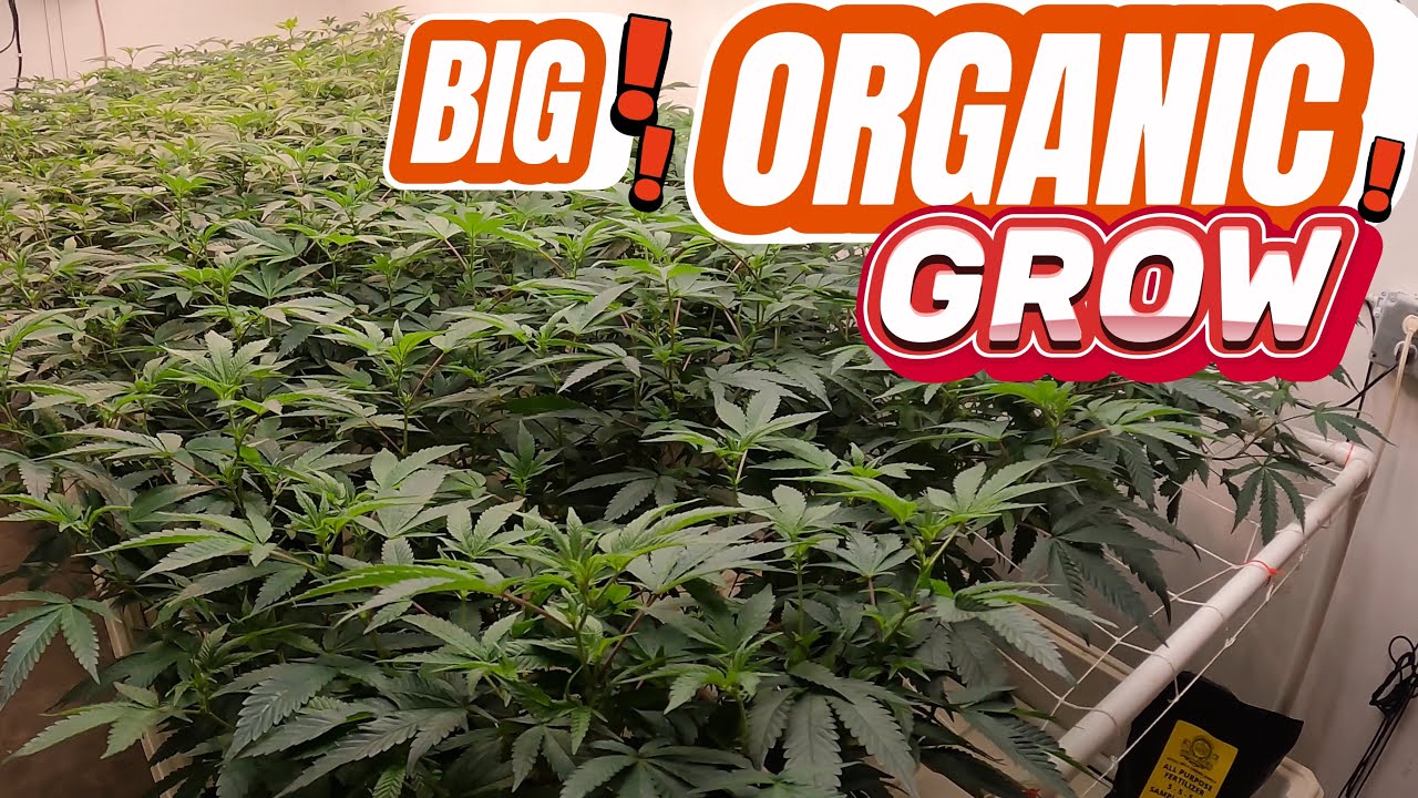 EASY WAY TO GROW ORGANIC WEED INDOORS