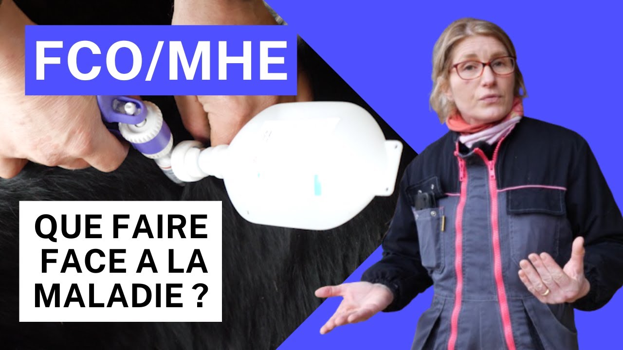 FCO et MHE : Pourquoi vacciner votre troupeau ?