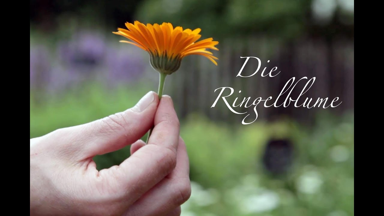 Die Ringelblume - Viriditas Heilpflanzen-Video