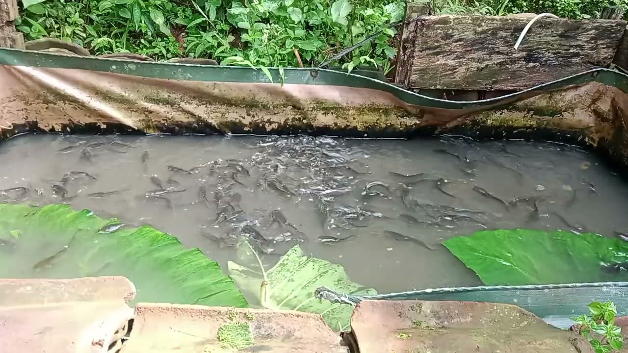 Lele Usia 40 Hari Tapi Ukuran Belum Maksimal 😕 | Analisa Penyebab & Cara Mengatasinya 🐟💡