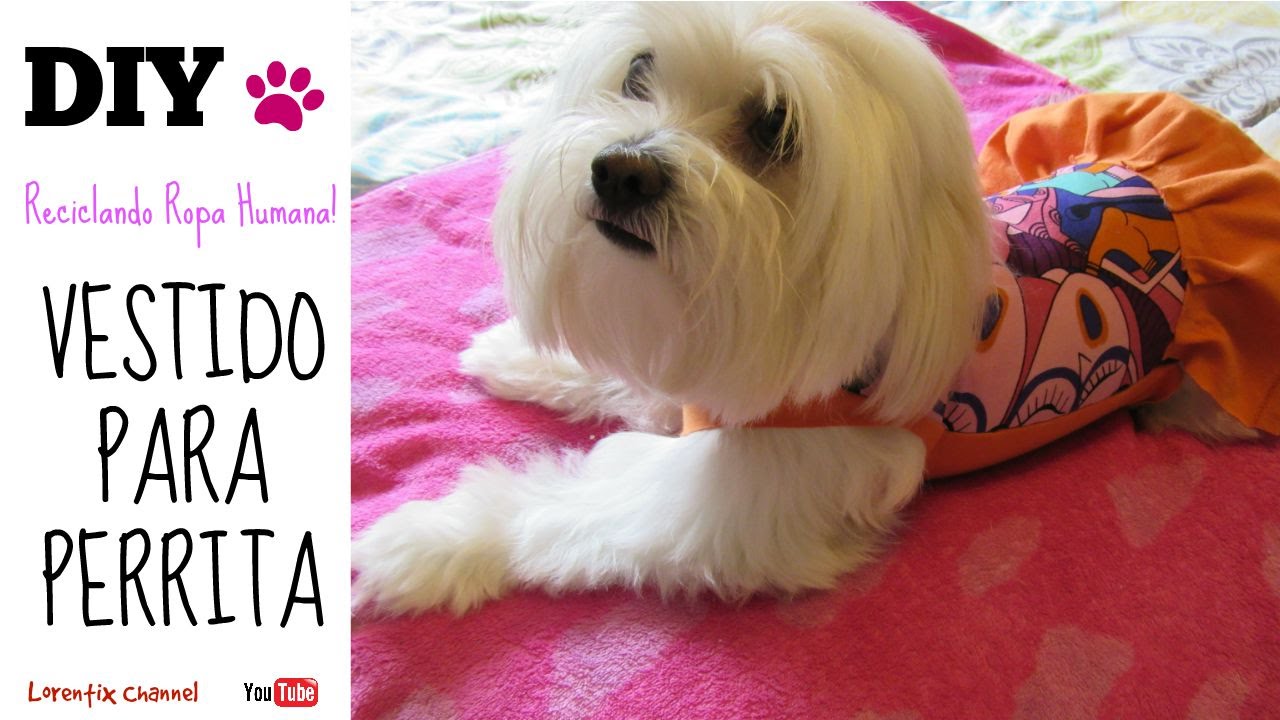 DIY Reciclando ropa humana para hacer un vestido de Perrita , Coton de tulear