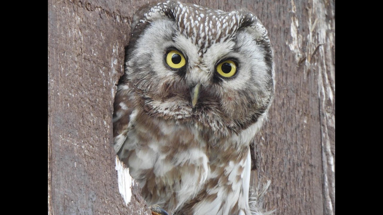 Scandinavian Birding, highlights 2025