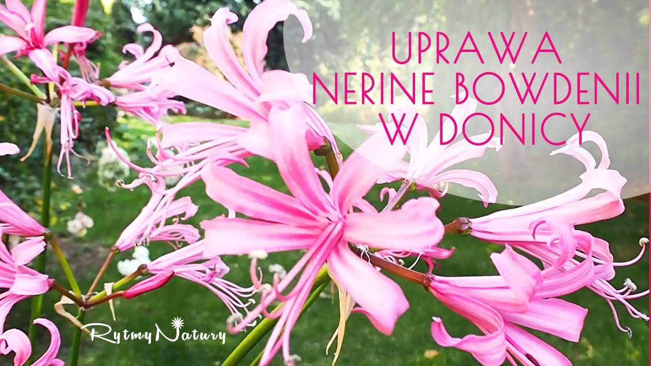 Jak uprawiać nerine bowdenii w donicy jako roślinę tarasową