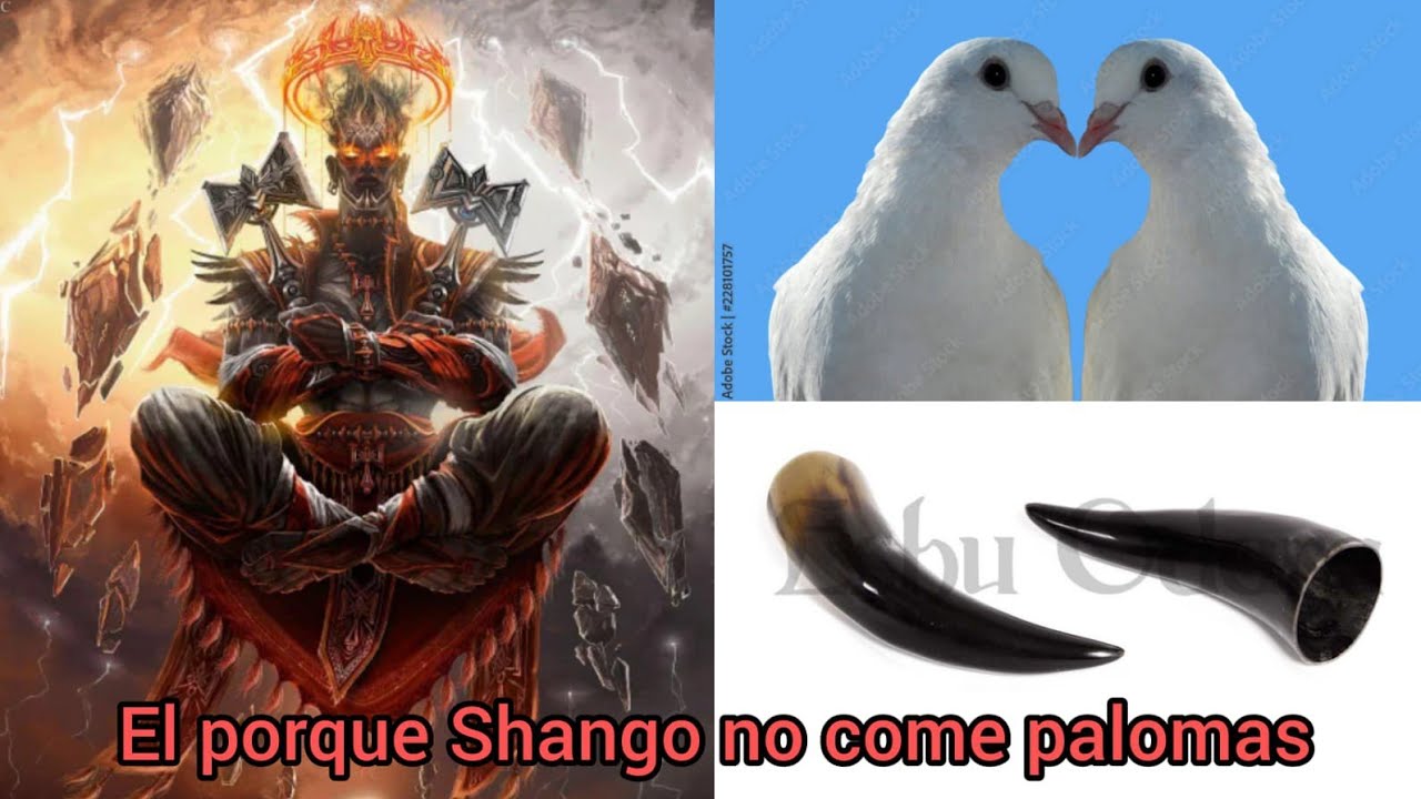 El porque Shango no Come Palomas 😨