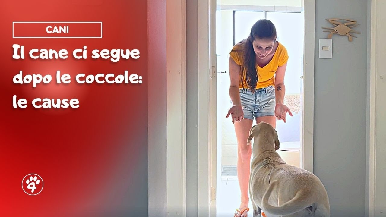 Perché il cane ci segue dopo le coccole | Amoreaquattrozampe.it