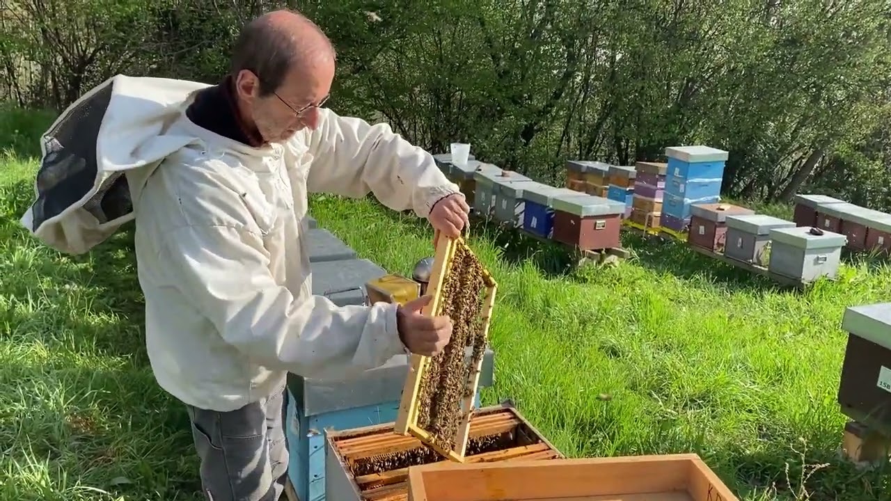 Celle reali senza traslarvo parte 5