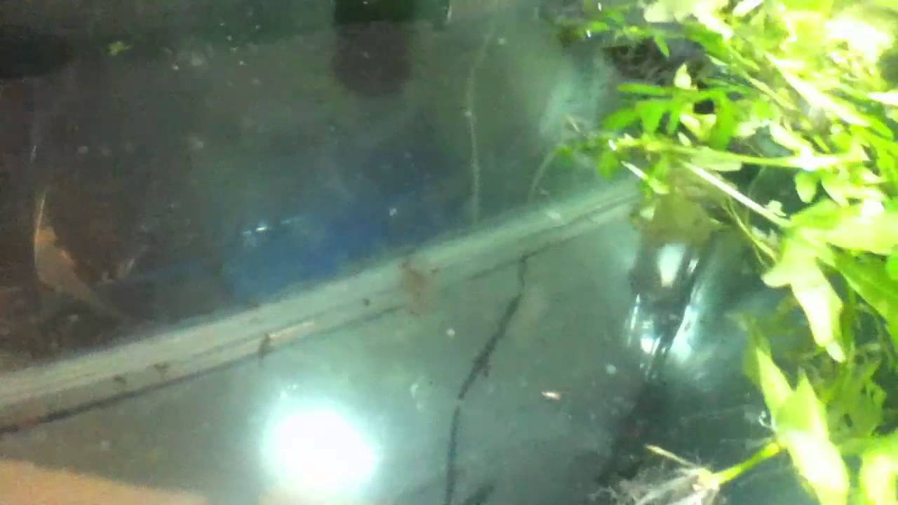 How to Breed Angelfish - How to Hatch the Eggs