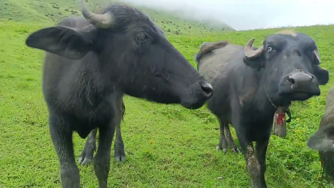 Real Nepali mountion village Life