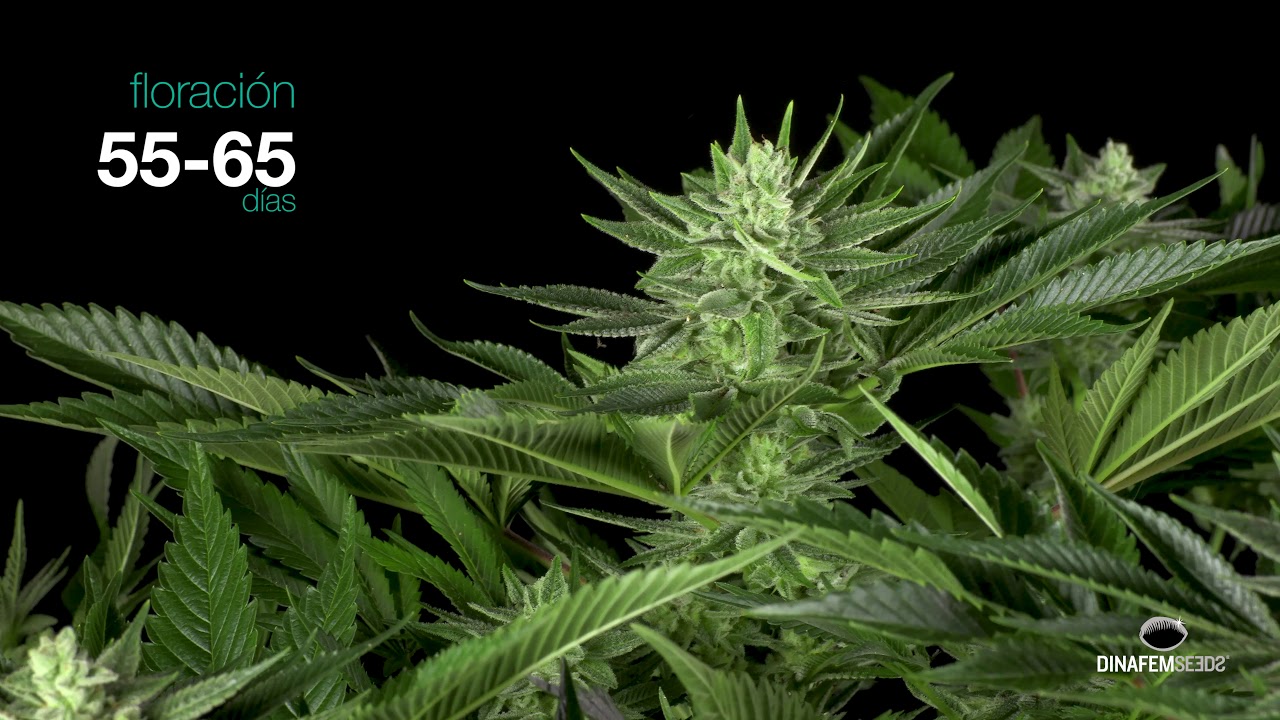 Variedad feminizada Gorilla CBD