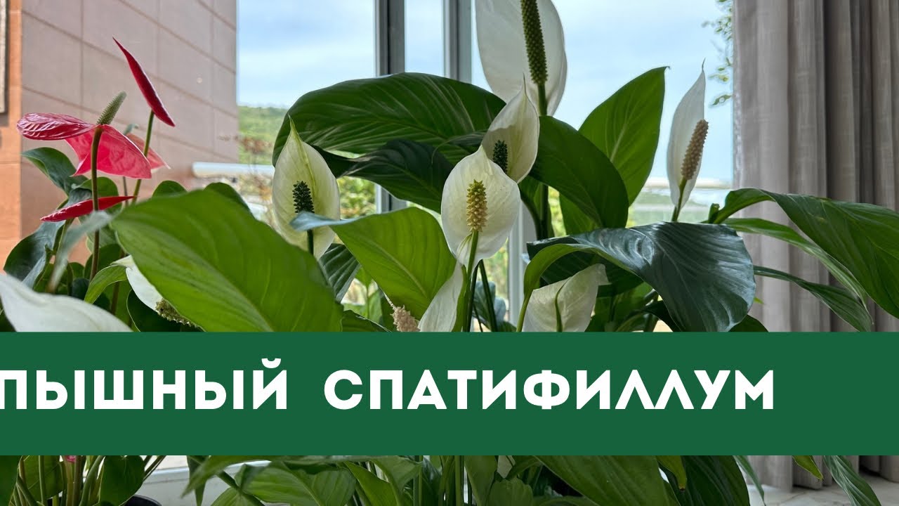 Женское Счастье, Спаттифиллум, Как Вырастить Пышный Цветок