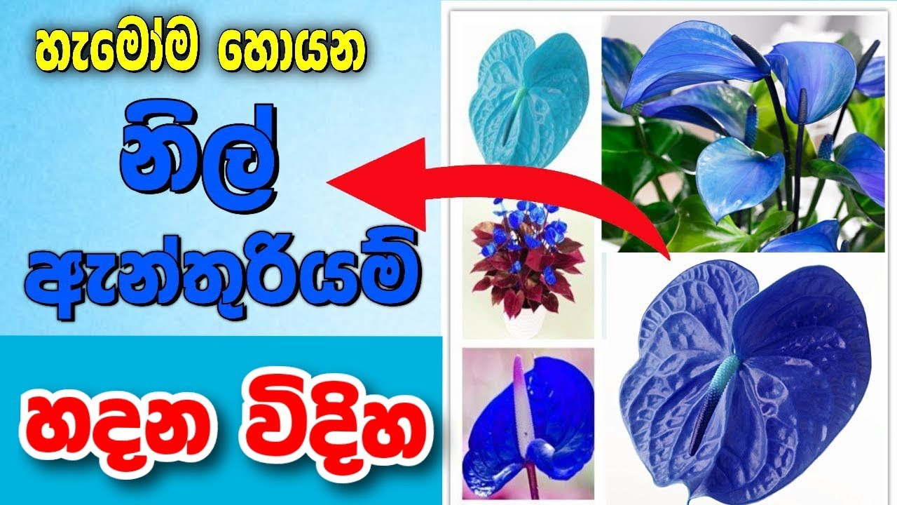 How to grow blue anthurium | Blue Anthurium | නිල් ඇන්තූරියම් | හැමෝම හොයන නිල් ඇන්තූරියම් හදන විදිහ