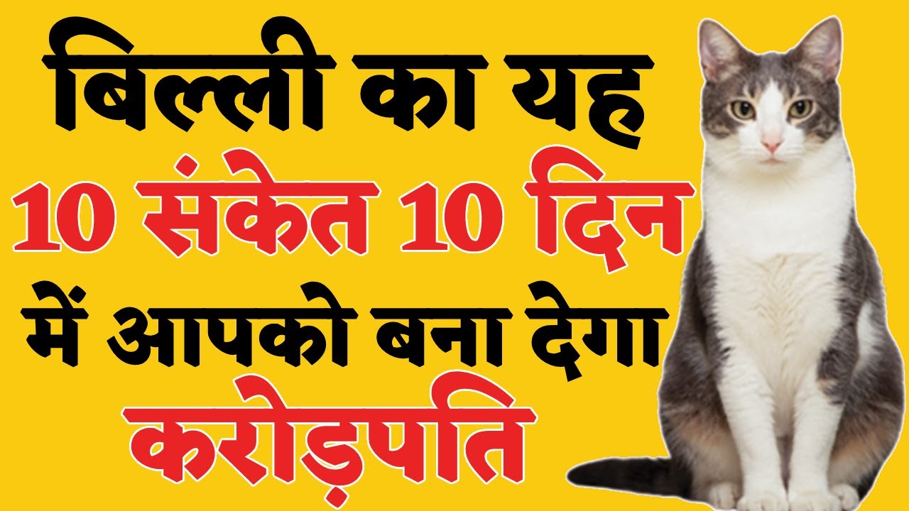 बिल्ली का यह10 संकेत 10 दिन में आपको बना देगा करोड़पति ! घर में कौए का आना देता है ये संकेत