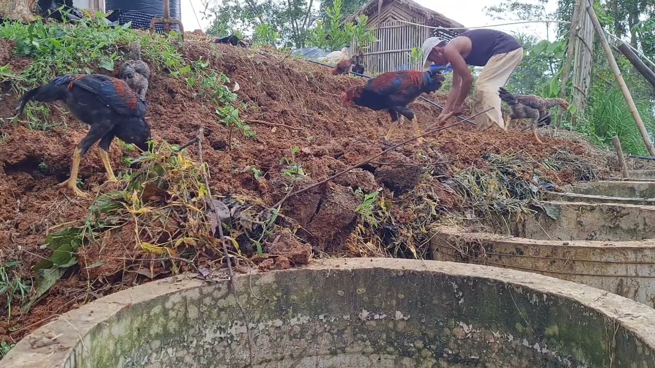🤩🤩🤩 Panen Bakteri ENDOFIT Padat, menghasilkan Pupuk JUTA an Rupiah.!! #banyumas #bukitcigriyeng 