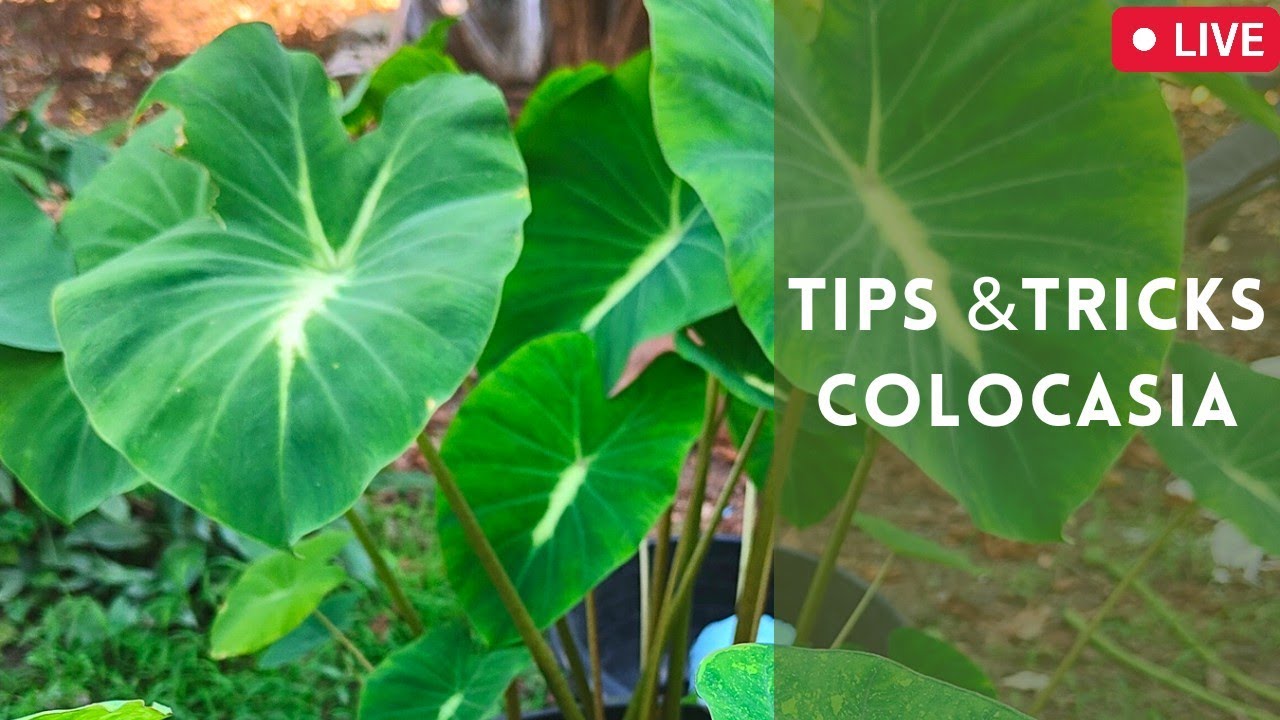 Houseplant Trends 2022 Colocasia how I plant them, Thailand Colocasia varieties Tips&Tricks