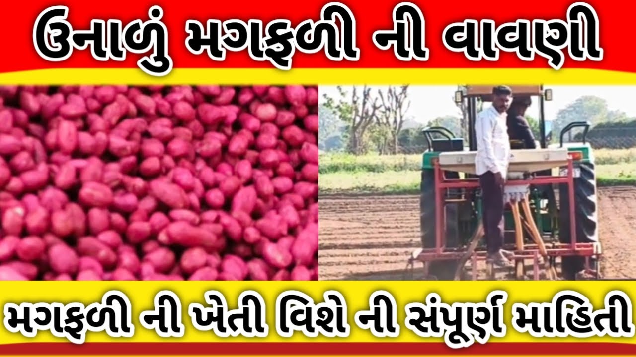 ઉનાળું મગફળી ની વાવણી//magphali ni kheti//मुंगफली की खेती केसे कीया जाता है #new #farming #viralvide