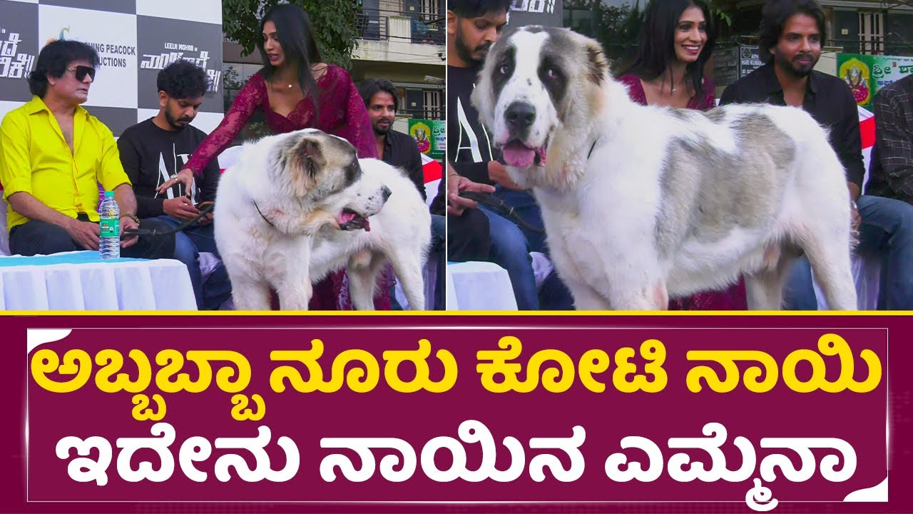 ಅಬ್ಬಬ್ಬಾ ಇದೇನು ನಾಯಿನ ಎಮ್ಮೆನಾ? ನೂರು ಕೋಟಿ ನಾಯಿ ಹೇಗಿದೆ ನೋಡಿ | Dog Satish 100 Crore Dog | Big Dog | SStv