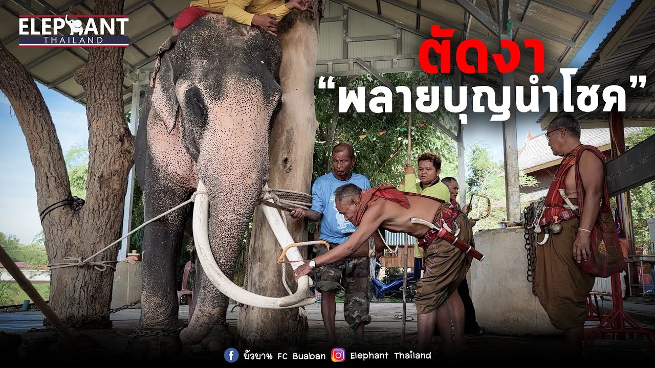 ตัดงาพลายบุญนำโชค 😂elephant