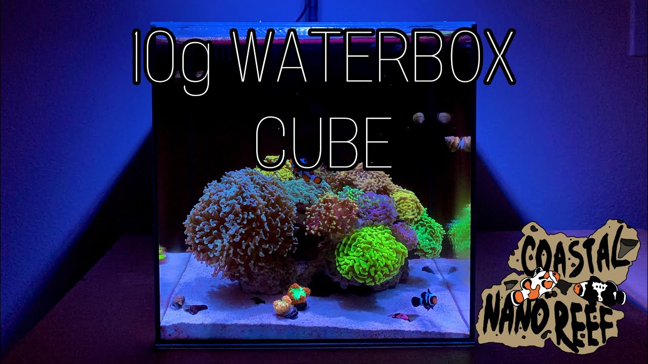 Waterbox 10 Cube - Hammer Coral Tank