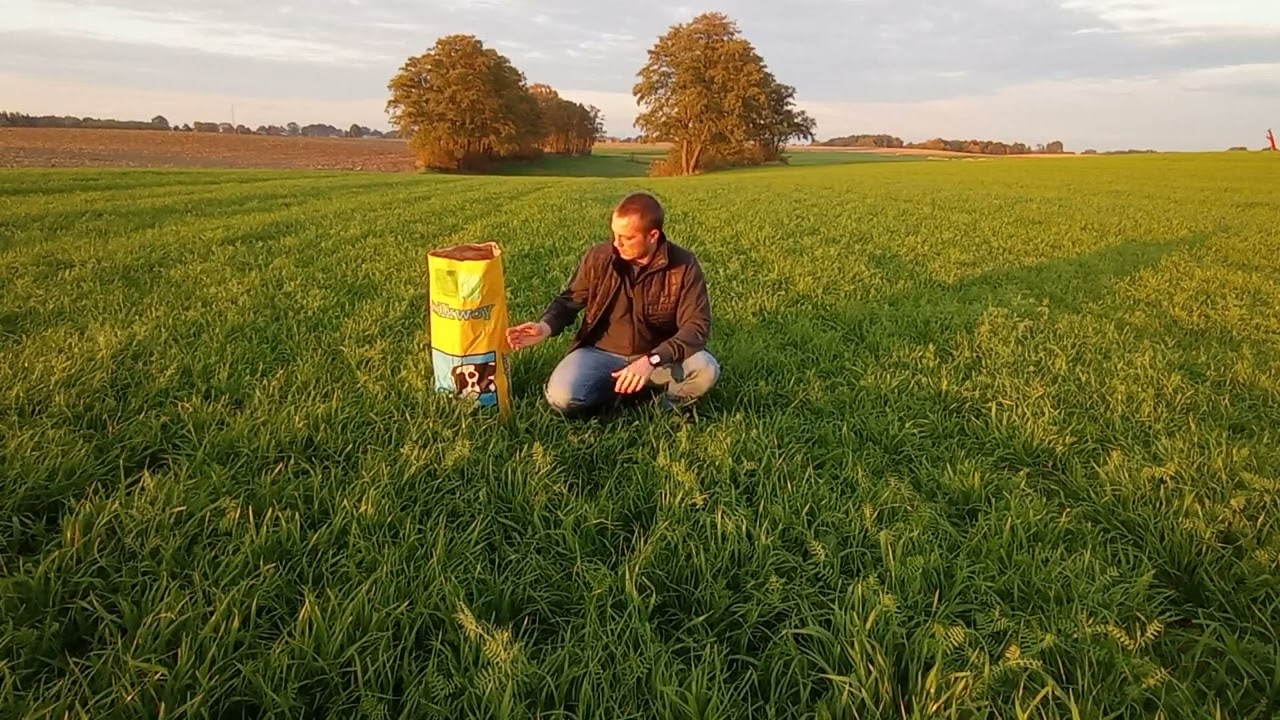 16.10.2022 Co w TRAWIE piszczy ? Mieszanka poplonowa BARENBRUG     BG 13 MILKWAY POPLON