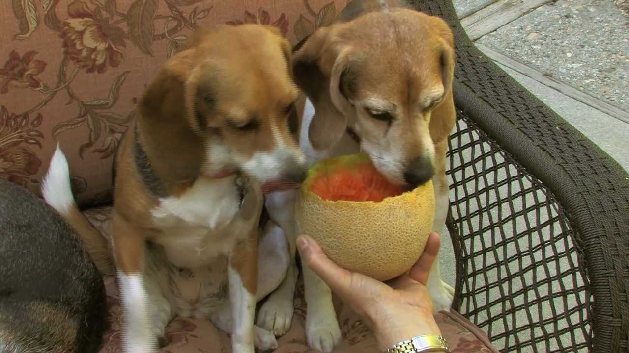 Beagles Love Melons Too!