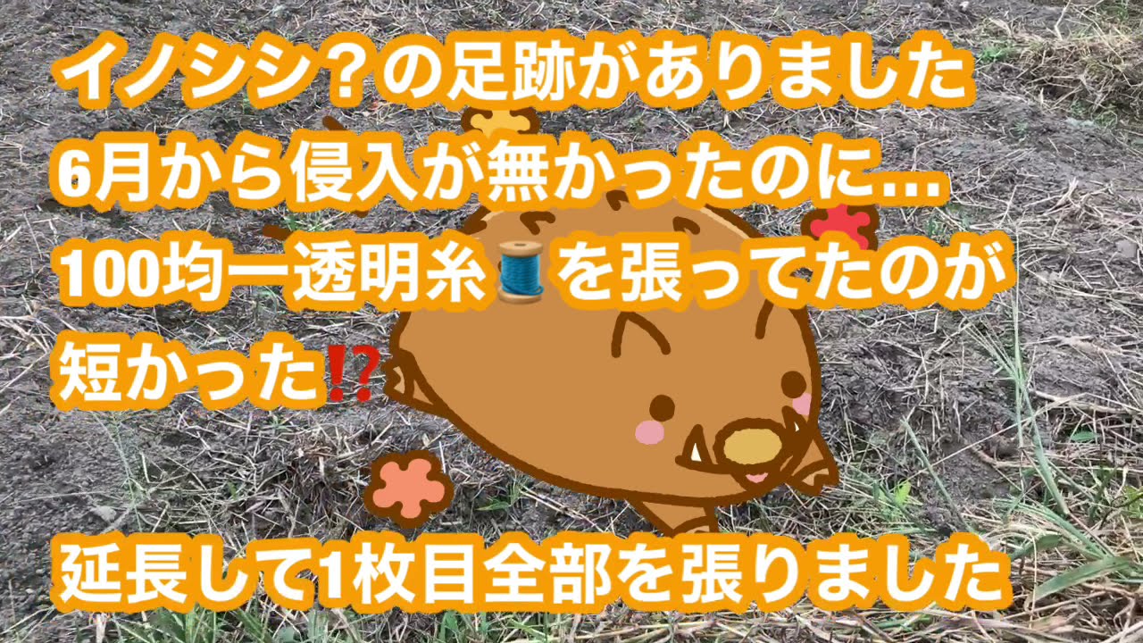 獣が入ったので阻止していた100均透明糸のイノシシ除けを長くしました。
