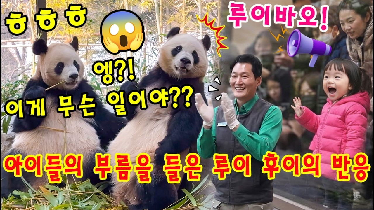 에버랜드 판다월드 💢 아이들의 부름을 들은 루이바오와 후이바오의 반응📢📢 루이의 한국어 이해력에 빵 터진 송할부지ㅎㅎㅎ