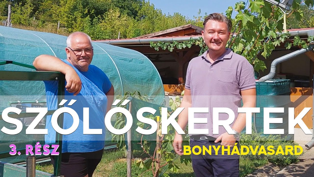 🍇 SZŐLŐSKERTEK - 3.rész (Bonyhádvarasd) MELYIK A TOP 3 SZŐLŐ ??   100 fajta egy kertben!
