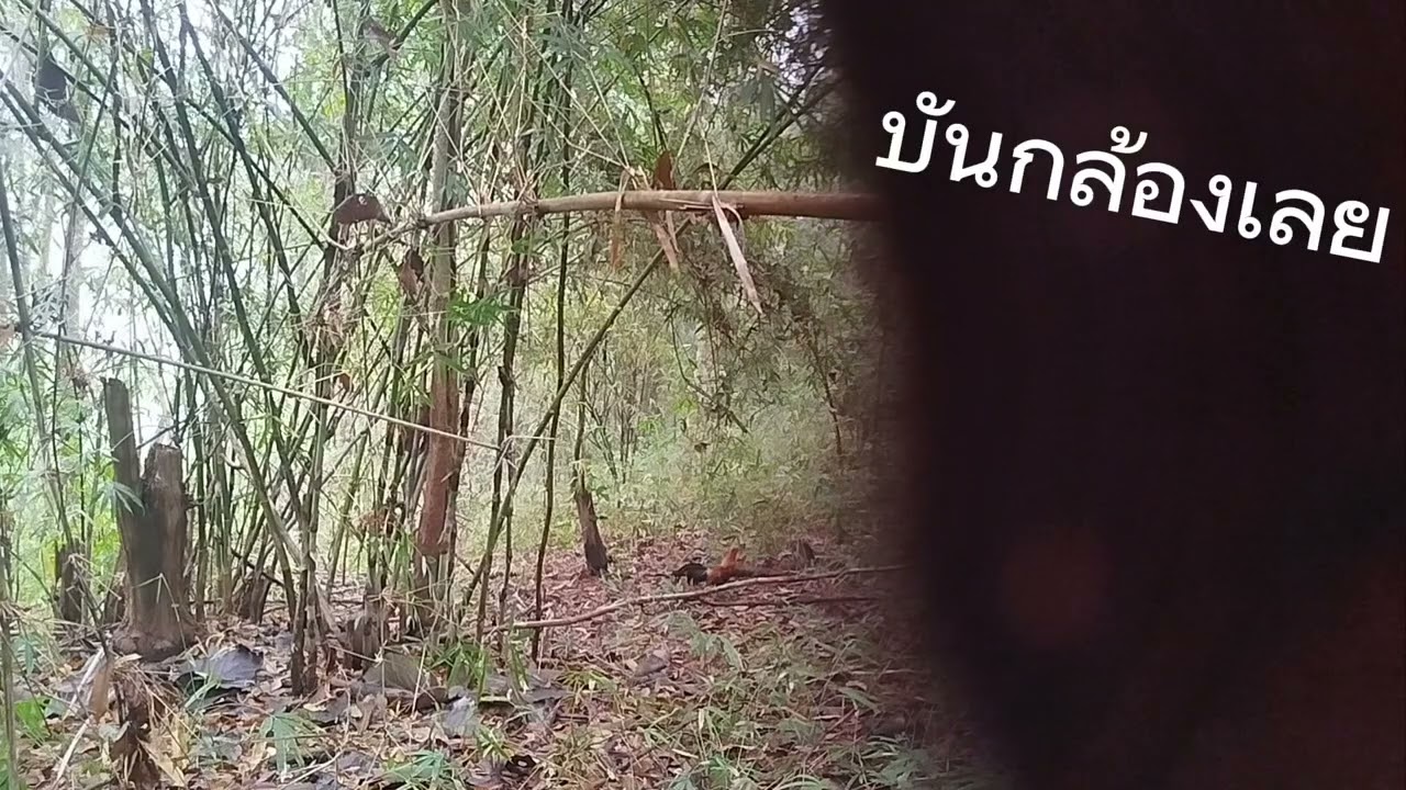 ไปต่อไก่ป่ากันครับ #ฝากกดติดตามด้วยนะครับ 