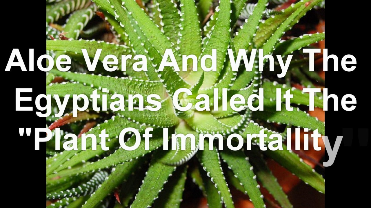 Aloe Vera And Why Egyptians Called It The &ldquo;Plant Of Immortality&rdquo;