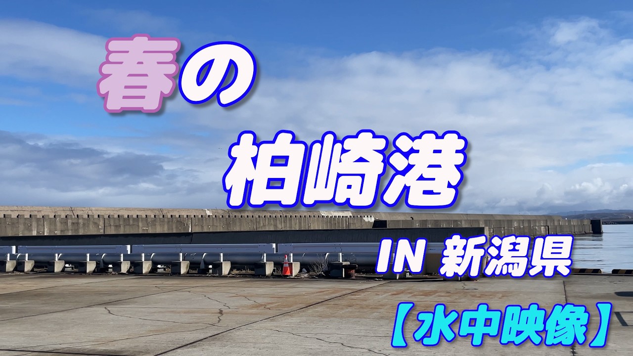 【水中映像】 3月の柏崎港 新潟県