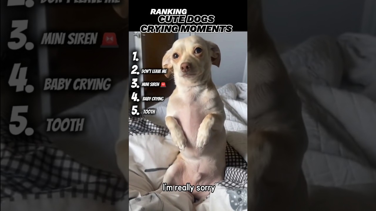 CUTE DOGS CRYING MOMENTS #dailylaughs #funny #ranked #memes #dog #cutedog #cute #shorts #pets #epic