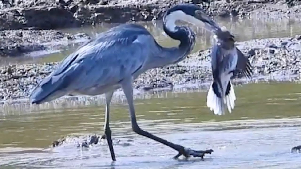 Heron Catches Dove & Drowns It