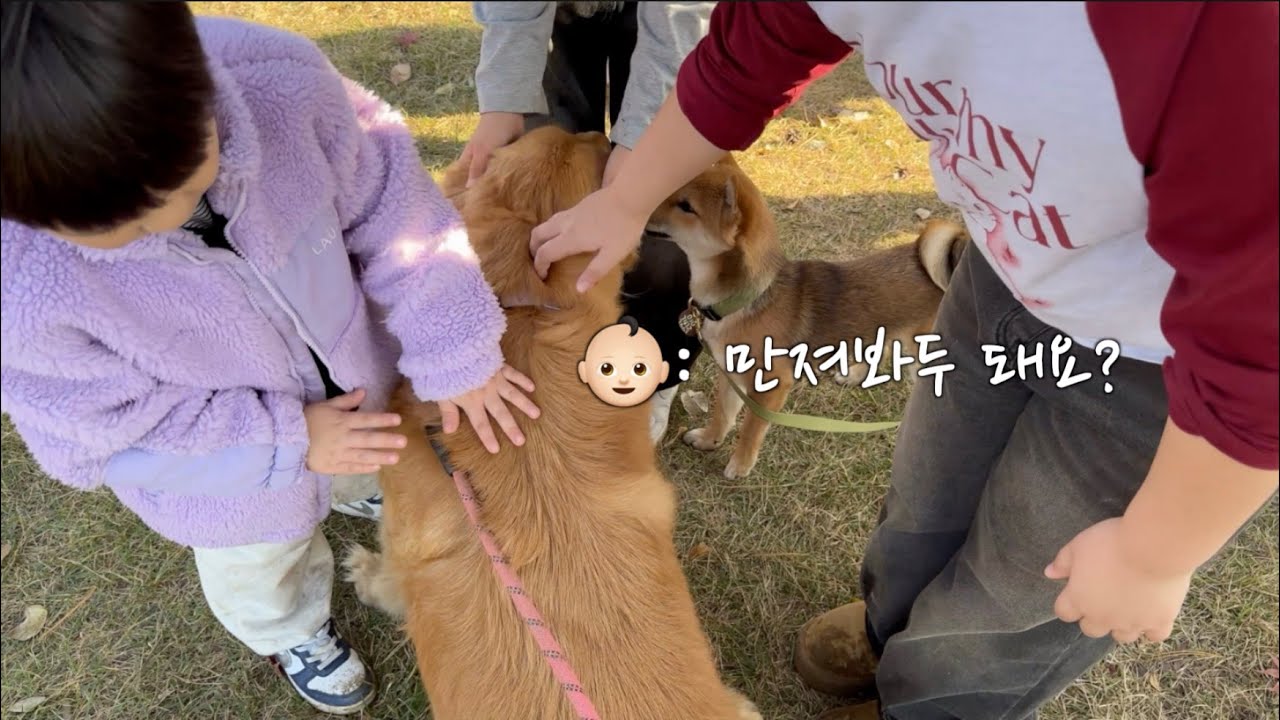 강아지랑 공원에 가면 생기는일