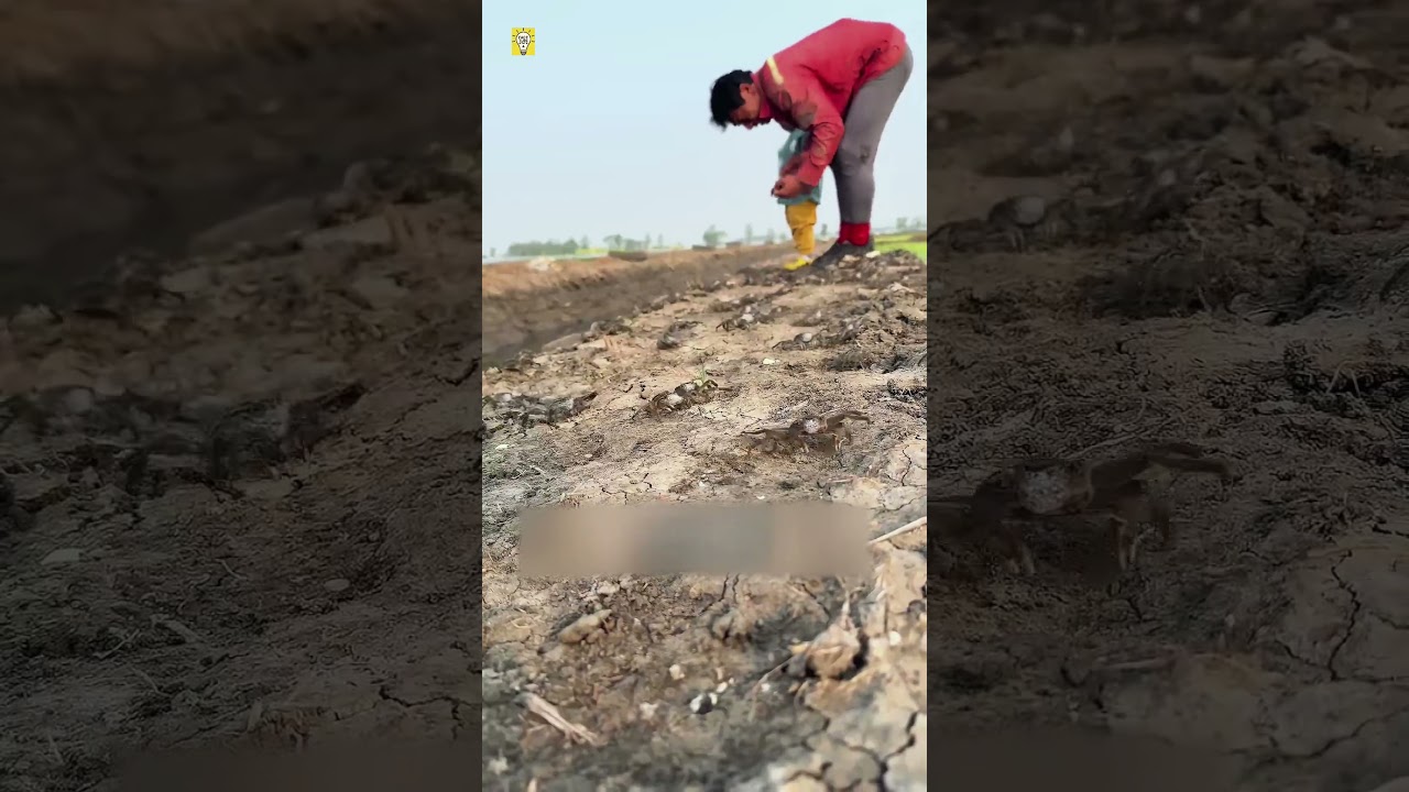 Millions of Crabs Protect Rice Fields 🦀🌾