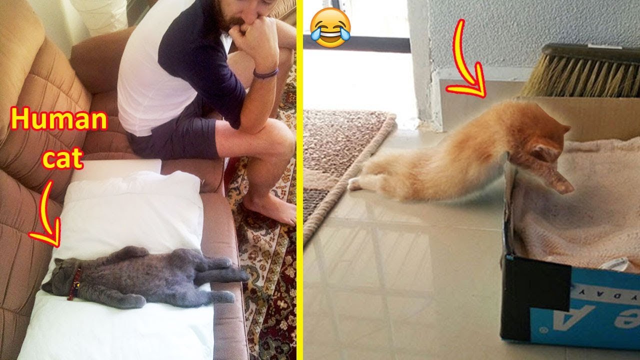 Cats Who Were Caught Sleeping In The Weirdest Positions 😹