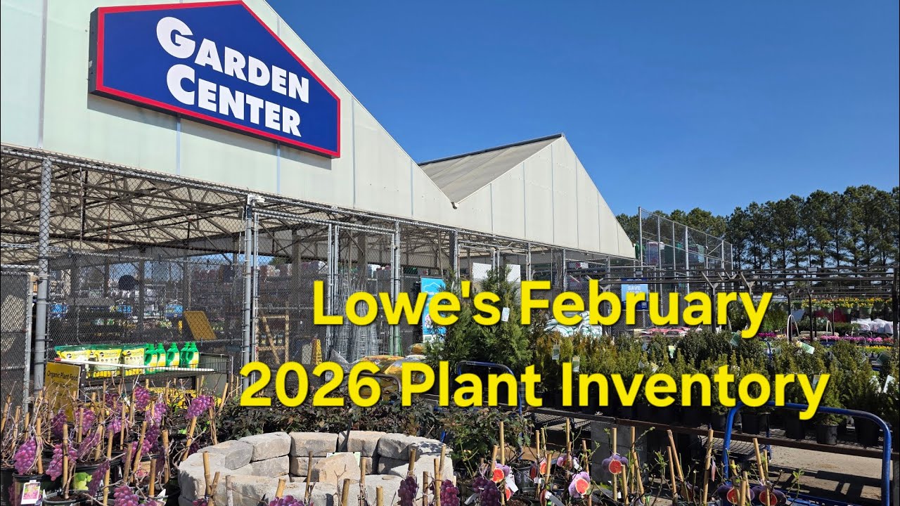 Lowe's February 2026 New Plant Inventory. Shrubs Are Rolling In! Spring Bloomers, Bulbs and more.