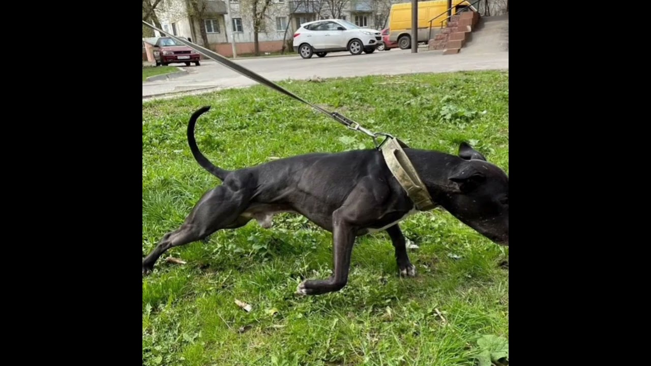 o verdadeiro Pit Bull ( tradicional )🔥🇺🇸